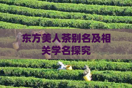 东方美人茶别名及相关学名探究