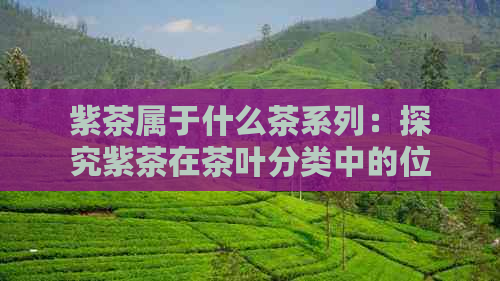 紫茶属于什么茶系列：探究紫茶在茶叶分类中的位置