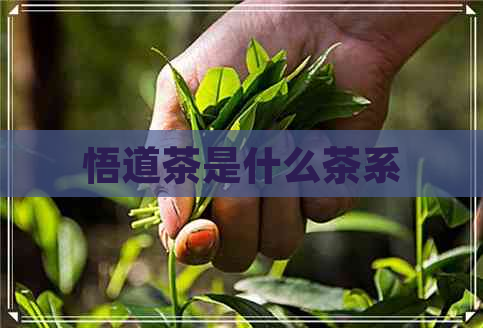 悟道茶是什么茶系