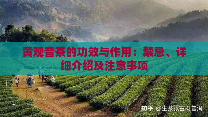 黄观音茶的功效与作用：禁忌、详细介绍及注意事项