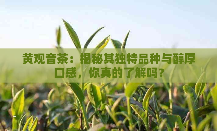 黄观音茶：揭秘其独特品种与醇厚口感，你真的了解吗？