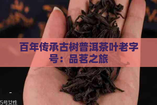 百年传承古树普洱茶叶老字号：品茗之旅