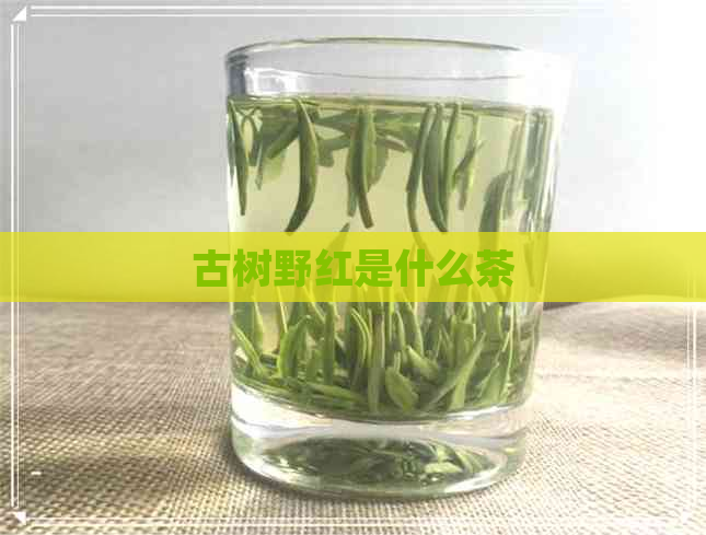 古树野红是什么茶