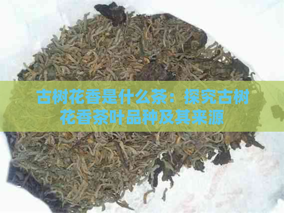 古树花香是什么茶：探究古树花香茶叶品种及其来源