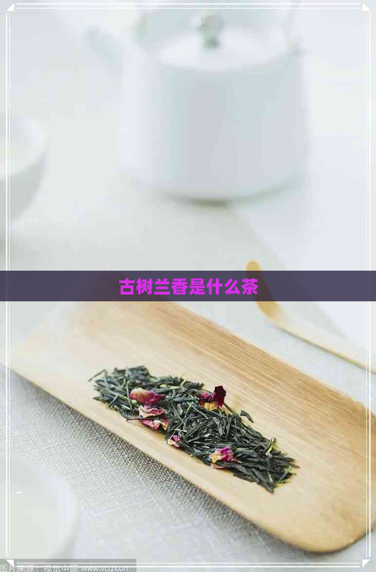 古树兰香是什么茶