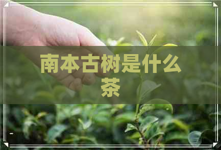 南本古树是什么茶