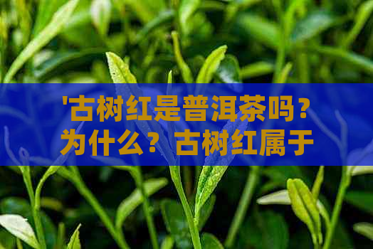 '古树红是普洱茶吗？为什么？古树红属于什么茶？古树红是生茶还是熟茶？'