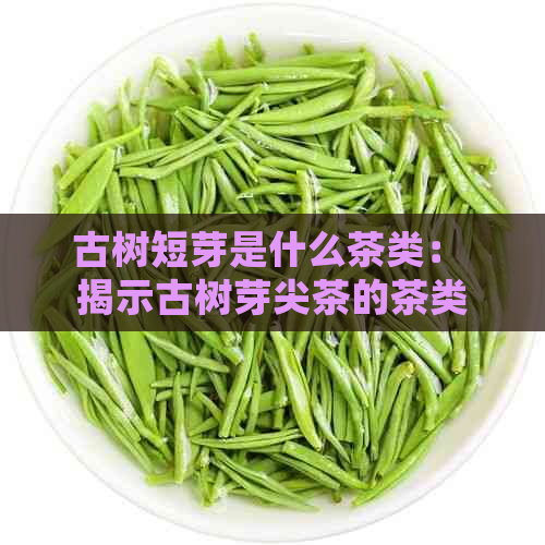 古树短芽是什么茶类： 揭示古树芽尖茶的茶类归属与特点