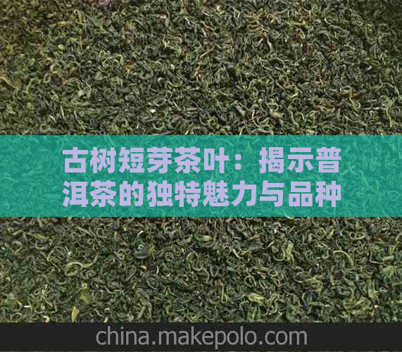 古树短芽茶叶：揭示普洱茶的独特魅力与品种解析