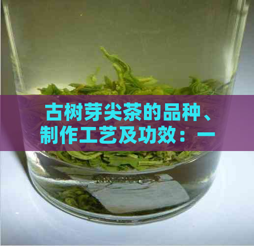 古树芽尖茶的品种、制作工艺及功效：一次全面的了解