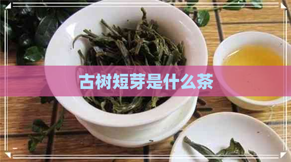 古树短芽是什么茶