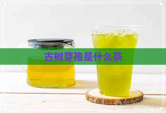 古树芽孢是什么茶