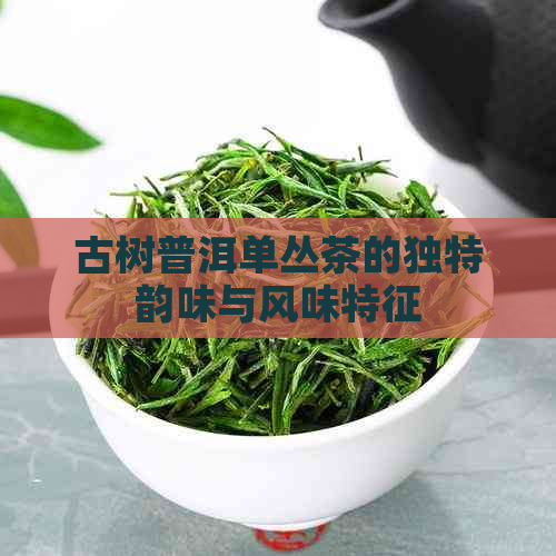 古树普洱单丛茶的独特韵味与风味特征