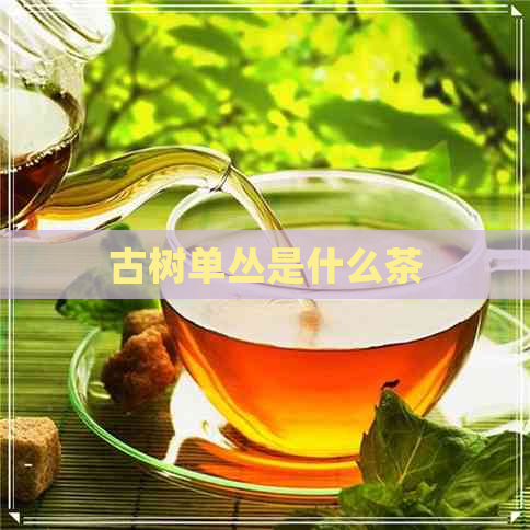 古树单丛是什么茶