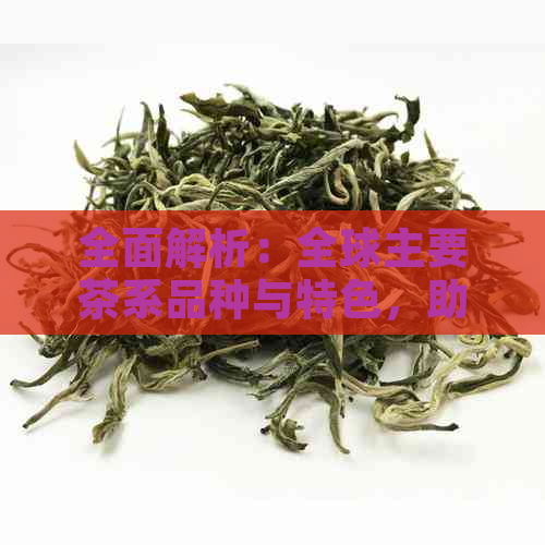 全面解析：全球主要茶系品种与特色，助你轻松选购适合自己的茶叶