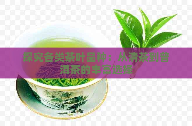 探究各类茶叶品种：从清茶到普洱茶的丰富选择