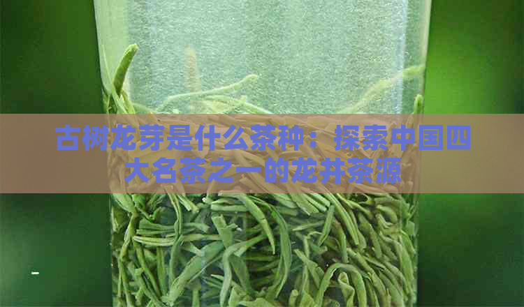 古树龙芽是什么茶种：探索中国四大名茶之一的龙井茶源