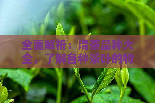 全面解析：清茶品种大全，了解各种茶叶的特点与功效