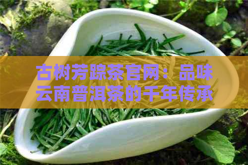 古树芳踪茶官网：品味云南普洱茶的千年传承与风韵