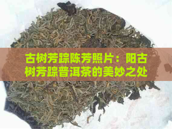 古树芳踪陈芳照片：阳古树芳踪普洱茶的美妙之处