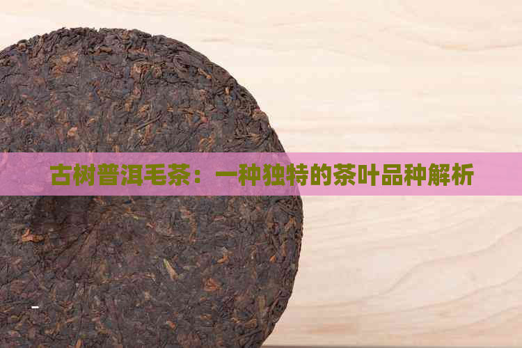 古树普洱毛茶：一种独特的茶叶品种解析