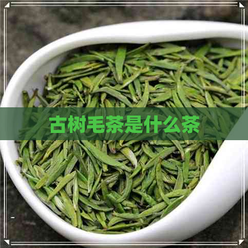 古树毛茶是什么茶