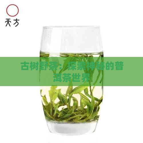 古树野茶：探索神秘的普洱茶世界