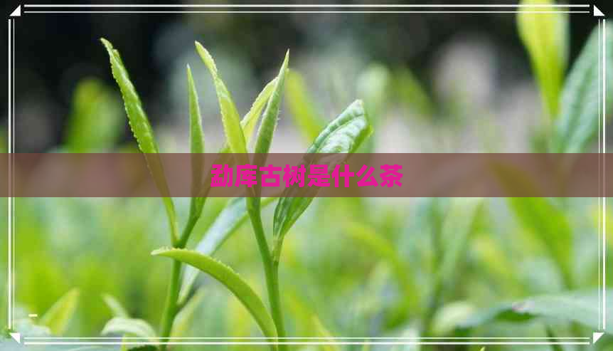 勐库古树是什么茶