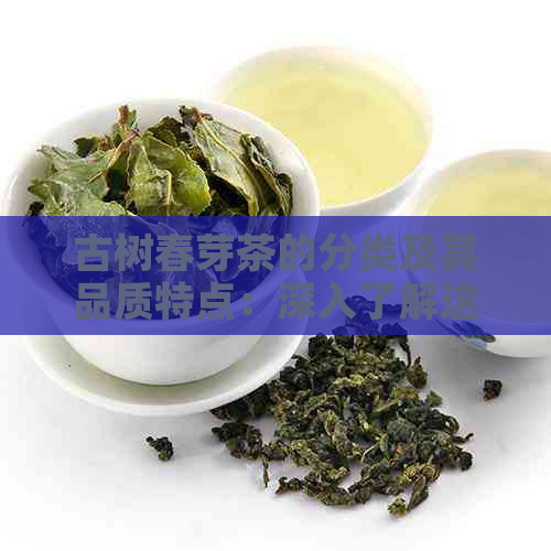 古树春芽茶的分类及其品质特点：深入了解这款茶叶的全貌