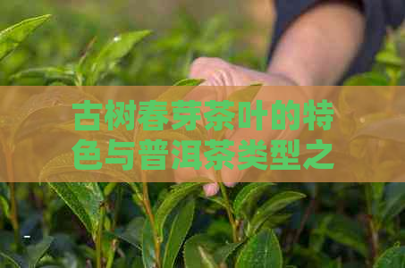 古树春芽茶叶的特色与普洱茶类型之关联