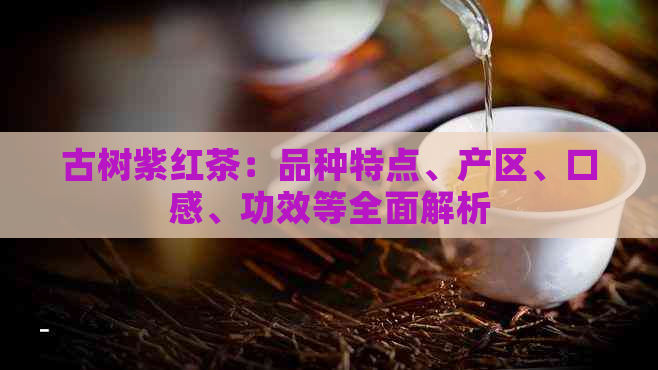 古树紫红茶：品种特点、产区、口感、功效等全面解析