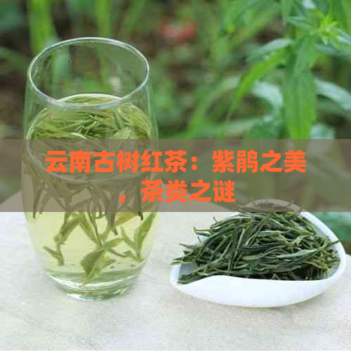 云南古树红茶：紫鹃之美，茶类之谜