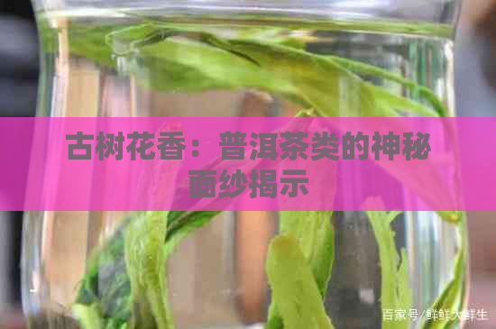 古树花香：普洱茶类的神秘面纱揭示