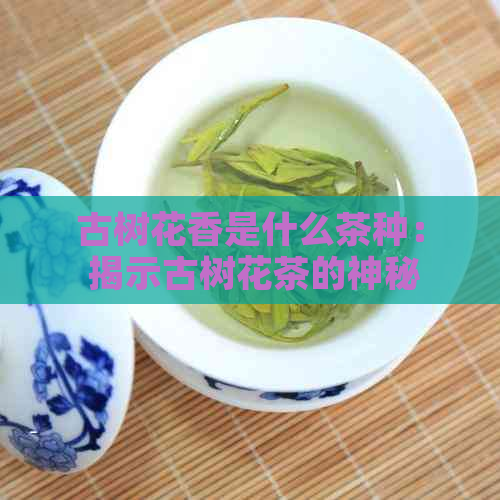 古树花香是什么茶种： 揭示古树花茶的神秘面纱与所属茶种