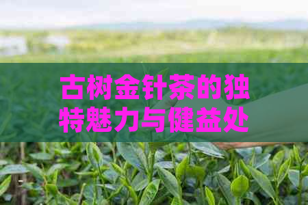 古树金针茶的独特魅力与健益处：一文解析其特点与功效