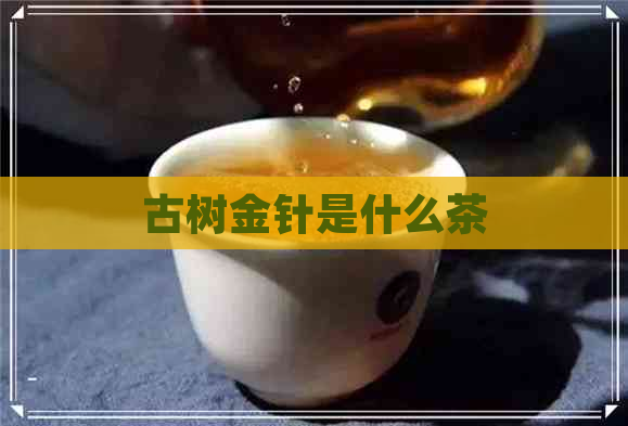 古树金针是什么茶