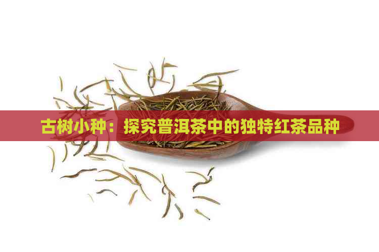 古树小种：探究普洱茶中的独特红茶品种