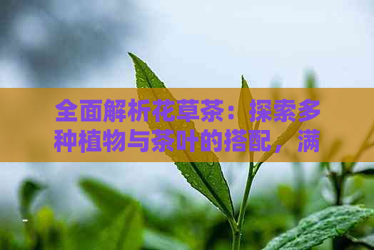 全面解析花草茶：探索多种植物与茶叶的搭配，满足您的口味需求