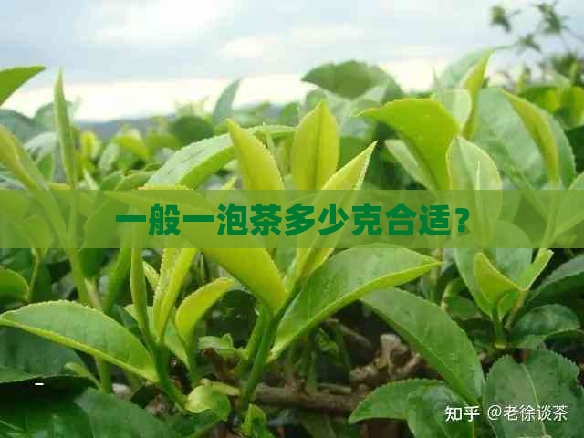 一般一泡茶多少克合适？