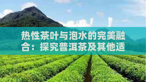 热性茶叶与泡水的完美融合：探究普洱茶及其他适合泡茶的热性东西