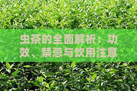 虫茶的全面解析：功效、禁忌与饮用注意事项