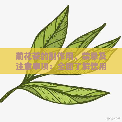 菊花茶的副作用、禁忌及注意事项：全面了解饮用它的利弊与安全