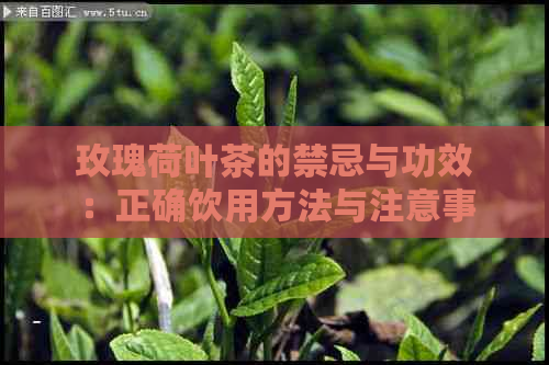 玫瑰荷叶茶的禁忌与功效：正确饮用方法与注意事项