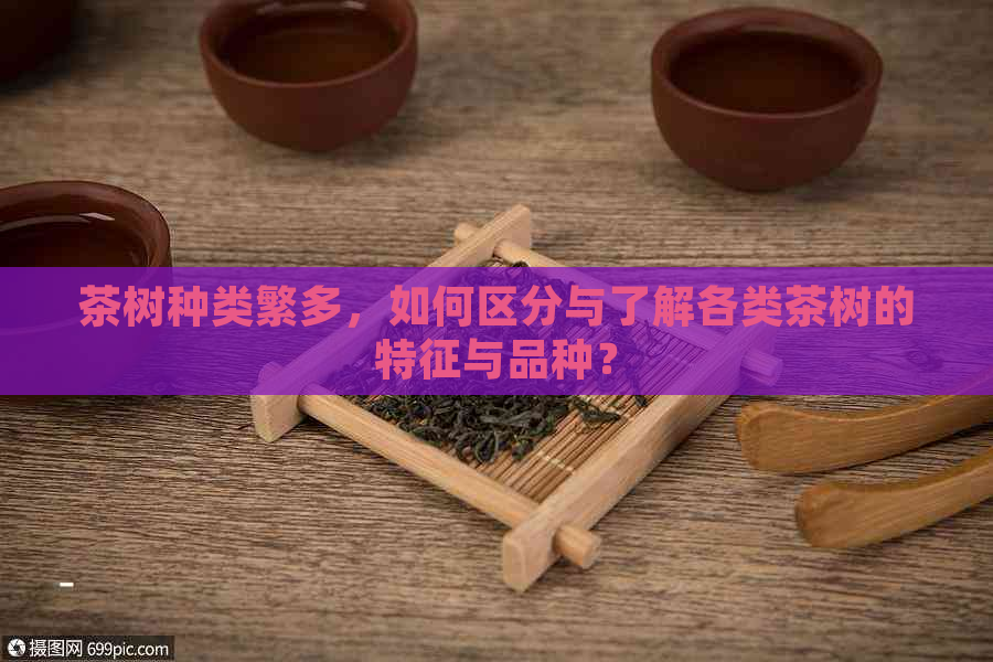 茶树种类繁多，如何区分与了解各类茶树的特征与品种？