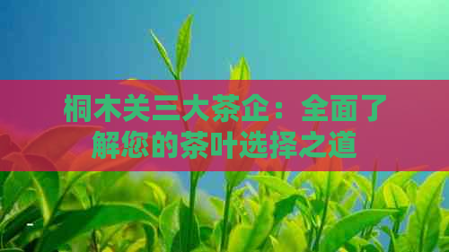 桐木关三大茶企：全面了解您的茶叶选择之道