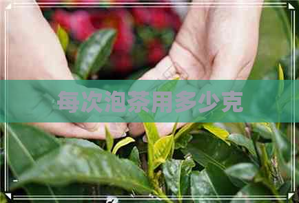 每次泡茶用多少克