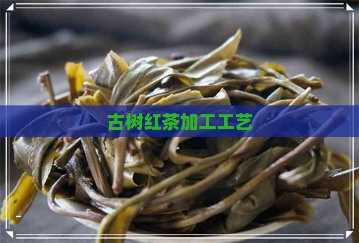 古树红茶加工工艺