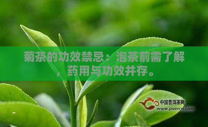 菊茶的功效禁忌：泡茶前需了解，药用与功效并存。