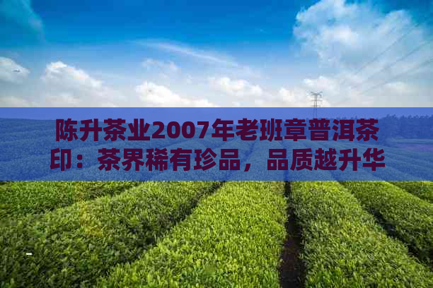 陈升茶业2007年老班章普洱茶印：茶界稀有珍品，品质越升华