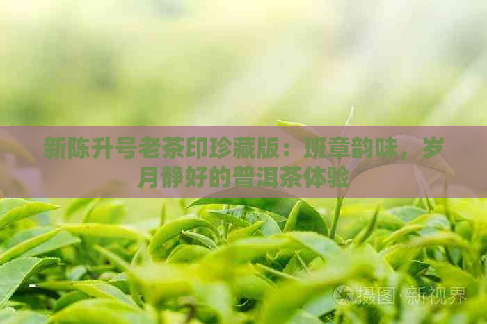 新陈升号老茶印珍藏版：班章韵味，岁月静好的普洱茶体验